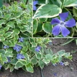 Саженцы Барвинок большой Вариегата Поиск