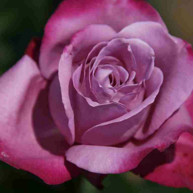 Роза николя уло фото и описание